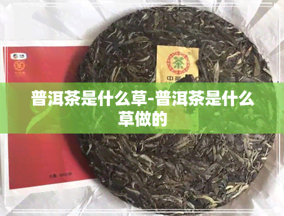 普洱茶是什么草-普洱茶是什么草做的