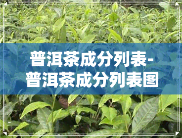 普洱茶成分列表-普洱茶成分列表图