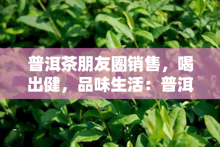 普洱茶朋友圈销售，喝出健，品味生活：普洱茶朋友圈销售推荐