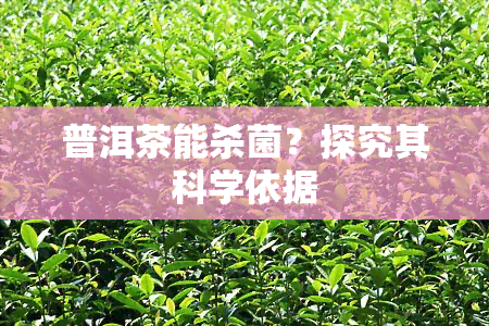 普洱茶能杀菌？探究其科学依据