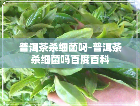 普洱茶杀细菌吗-普洱茶杀细菌吗百度百科