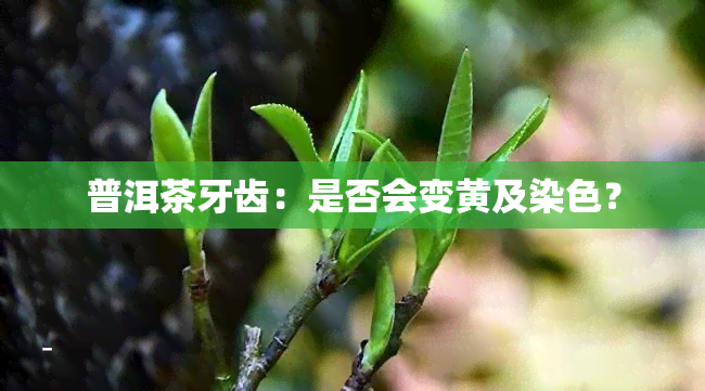 普洱茶牙齿：是否会变黄及染色？