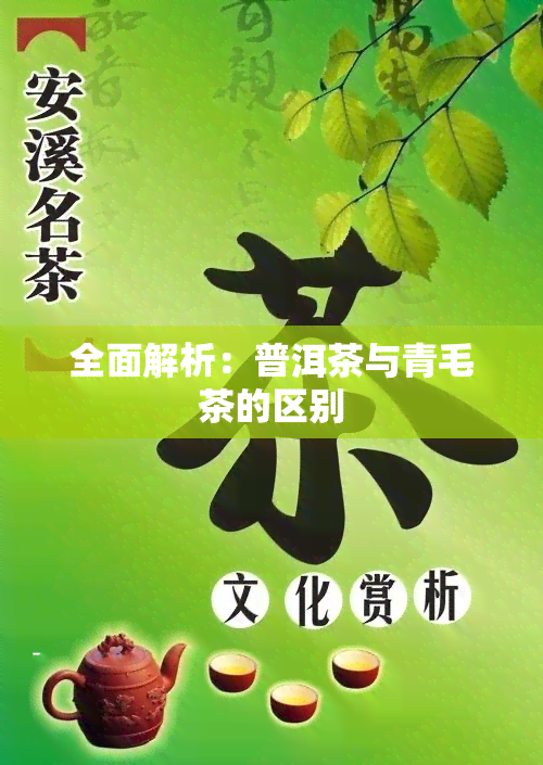 全面解析：普洱茶与青毛茶的区别