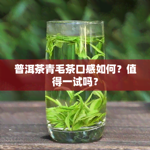 普洱茶青毛茶口感如何？值得一试吗？