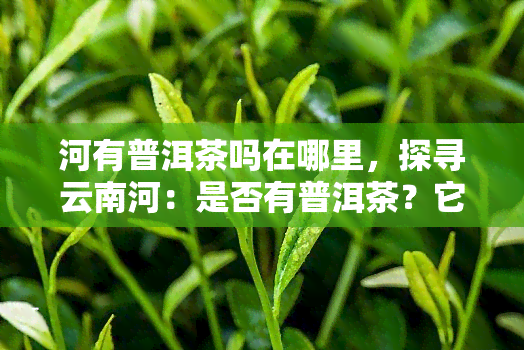 河有普洱茶吗在哪里，探寻云南河：是否有普洱茶？它又位于何处？