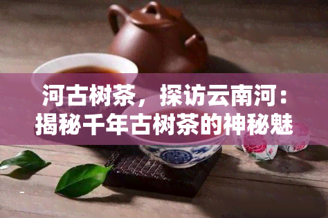 河古树茶，探访云南河：揭秘千年古树茶的神秘魅力