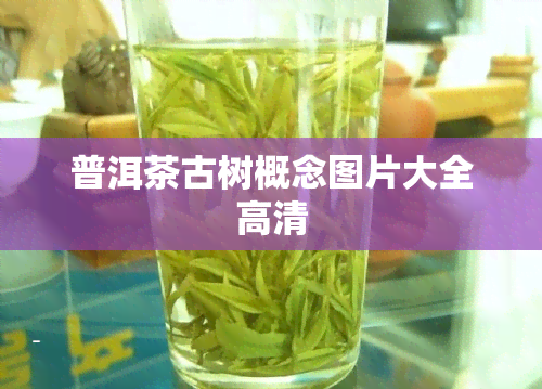 普洱茶古树概念图片大全高清