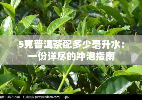 5克普洱茶配多少毫升水：一份详尽的冲泡指南