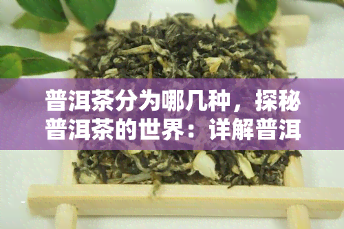 普洱茶分为哪几种，探秘普洱茶的世界：详解普洱茶的种类和分类