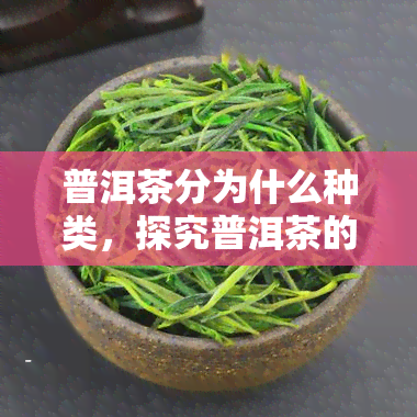 普洱茶分为什么种类，探究普洱茶的分类：了解不同类型的普洱茶