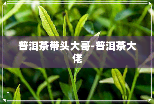 普洱茶带头大哥-普洱茶大佬