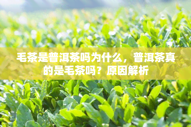 毛茶是普洱茶吗为什么，普洱茶真的是毛茶吗？原因解析