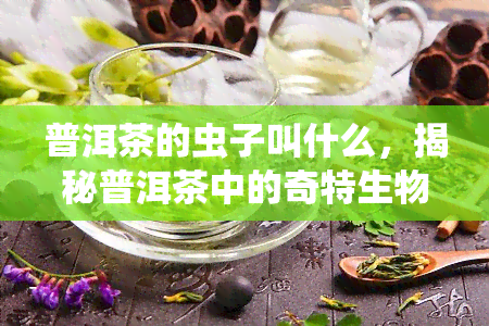 普洱茶的虫子叫什么，揭秘普洱茶中的奇特生物：虫子的学名是什么？