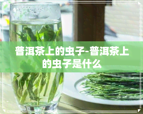 普洱茶上的虫子-普洱茶上的虫子是什么