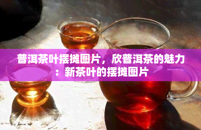 普洱茶叶摆摊图片，欣普洱茶的魅力：新茶叶的摆摊图片