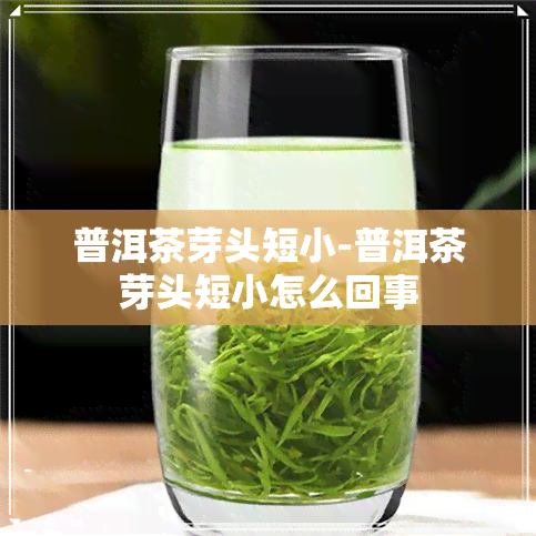 普洱茶芽头短小-普洱茶芽头短小怎么回事