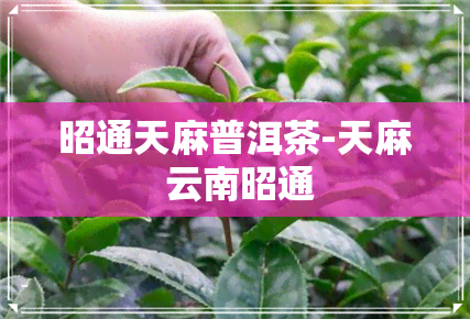 昭通天麻普洱茶-天麻 云南昭通