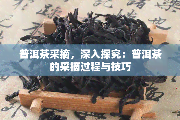 普洱茶采摘，深入探究：普洱茶的采摘过程与技巧