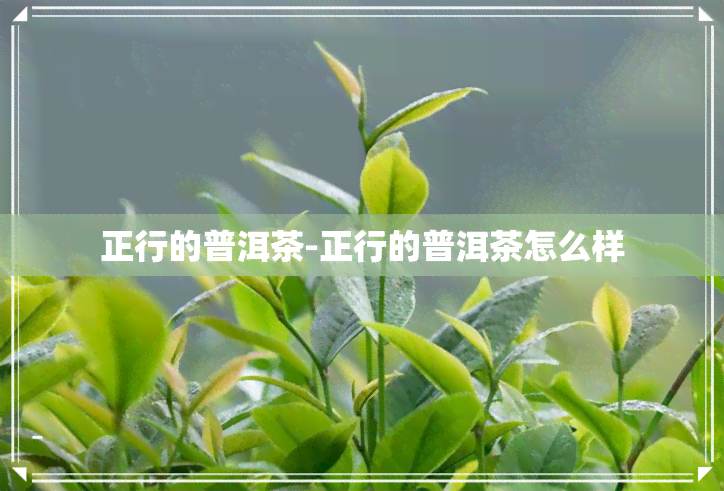 正行的普洱茶-正行的普洱茶怎么样