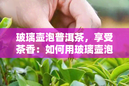 玻璃壶泡普洱茶，享受茶香：如何用玻璃壶泡制美味的普洱茶