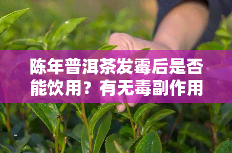 陈年普洱茶发霉后是否能饮用？有无副作用？