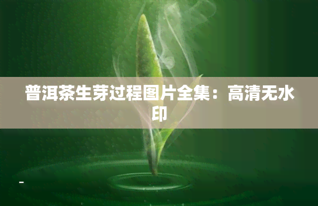 普洱茶生芽过程图片全集：高清无水印