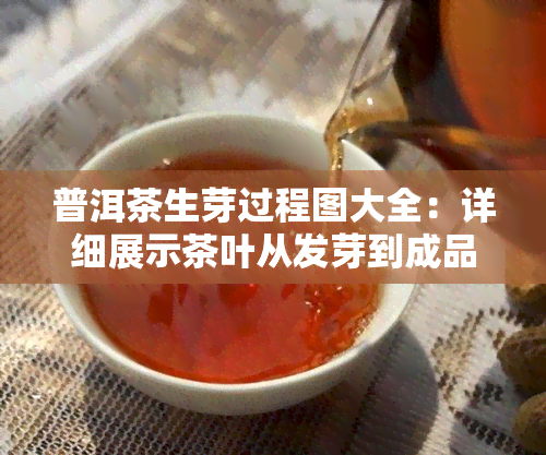 普洱茶生芽过程图大全：详细展示茶叶从发芽到成品的过程