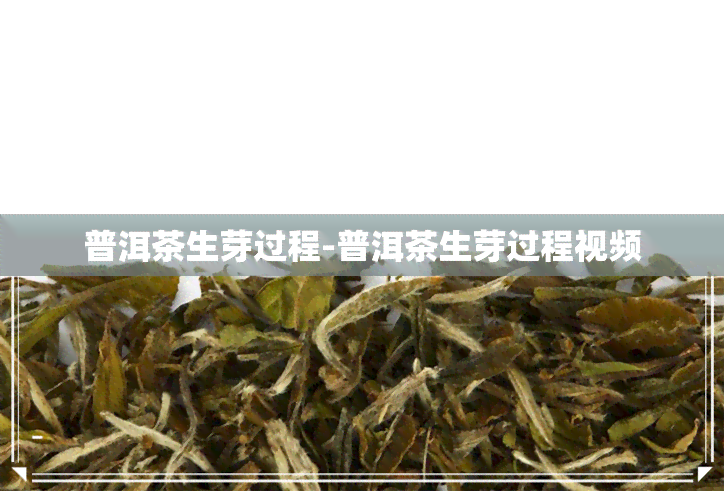 普洱茶生芽过程-普洱茶生芽过程视频