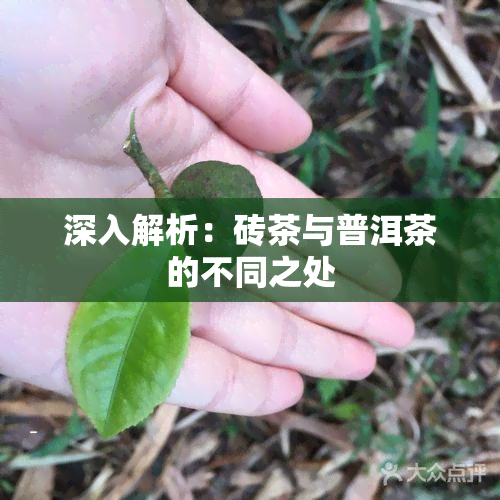 深入解析：砖茶与普洱茶的不同之处