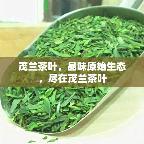 茂兰茶叶，品味原始生态，尽在茂兰茶叶