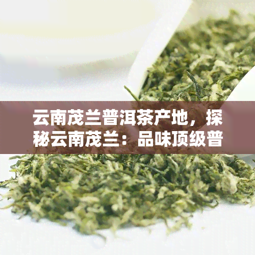 云南茂兰普洱茶产地，探秘云南茂兰：品味顶级普洱茶的故乡