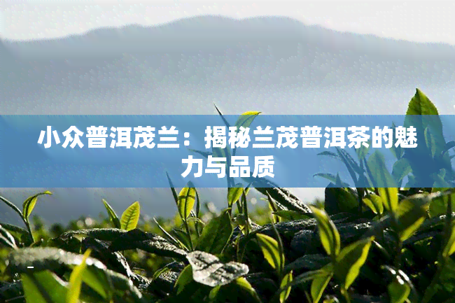 小众普洱茂兰：揭秘兰茂普洱茶的魅力与品质