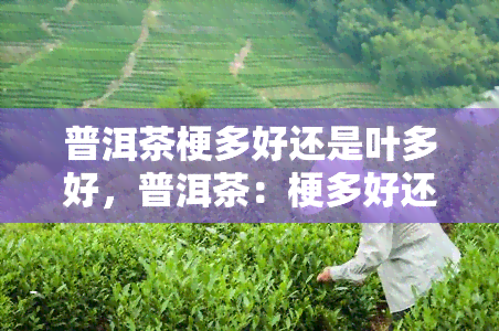 普洱茶梗多好还是叶多好，普洱茶：梗多好还是叶多好？探讨茶叶的成分与口感