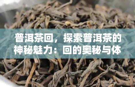 普洱茶回，探索普洱茶的神秘魅力：回的奥秘与体验