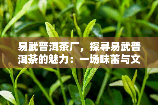 易武普洱茶厂，探寻易武普洱茶的魅力：一场味蕾与文化的宴