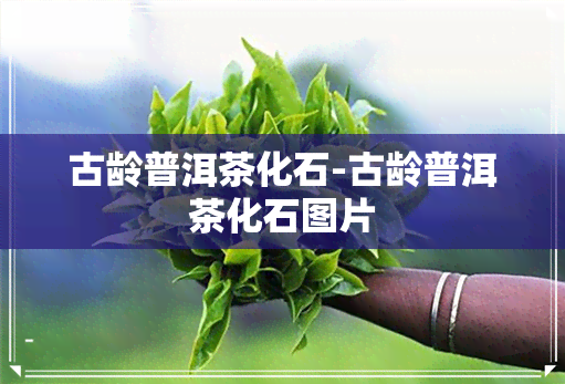 古龄普洱茶化石-古龄普洱茶化石图片