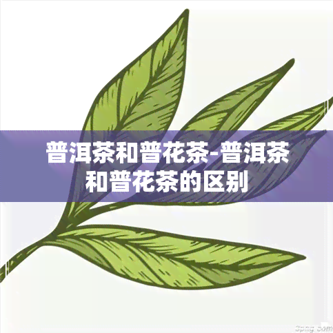 普洱茶和普花茶-普洱茶和普花茶的区别