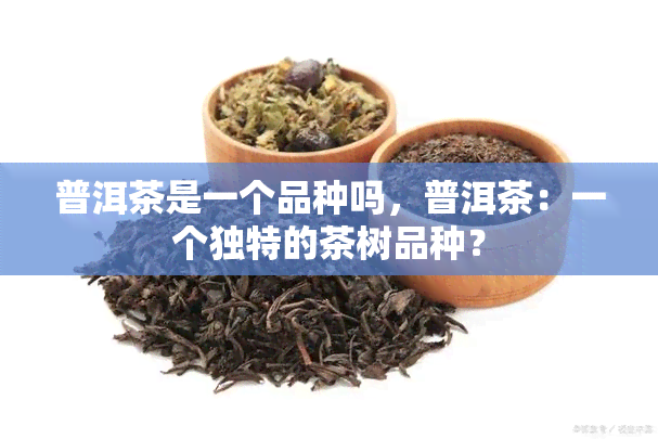 普洱茶是一个品种吗，普洱茶：一个独特的茶树品种？