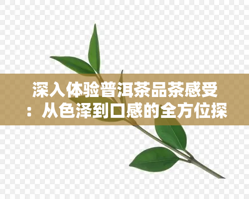 深入体验普洱茶品茶感受：从色泽到口感的全方位探索