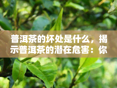 普洱茶的坏处是什么，揭示普洱茶的潜在危害：你可能不知道的风险