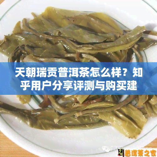 天朝瑞贡普洱茶怎么样？知乎用户分享评测与购买建议