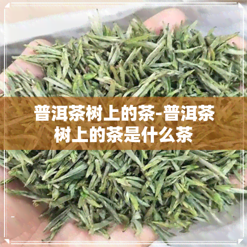 普洱茶树上的茶-普洱茶树上的茶是什么茶