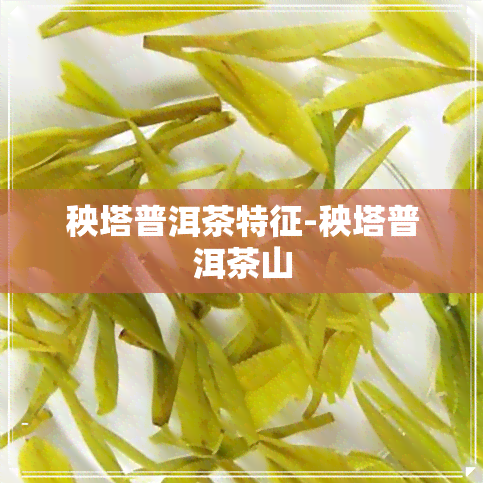 秧塔普洱茶特征-秧塔普洱茶山