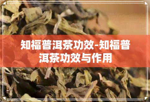 知福普洱茶功效-知福普洱茶功效与作用