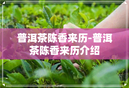 普洱茶陈香来历-普洱茶陈香来历介绍