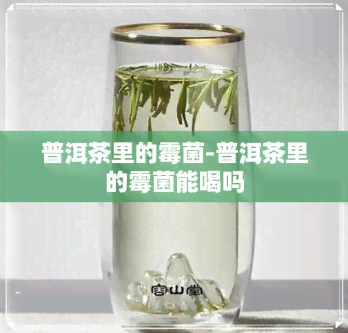 普洱茶里的霉菌-普洱茶里的霉菌能喝吗