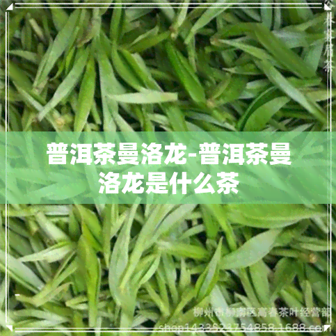 普洱茶曼洛龙-普洱茶曼洛龙是什么茶