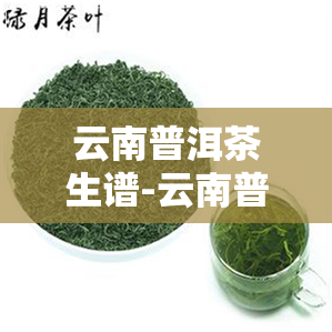 云南普洱茶生谱-云南普洱茶生茶