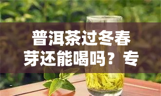 普洱茶过冬春芽还能喝吗？专家解析是否有