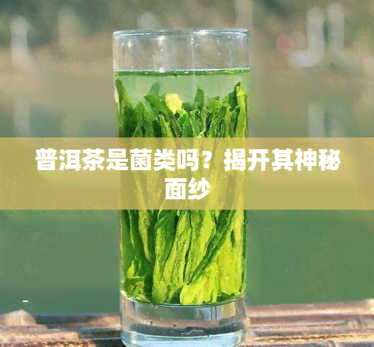 普洱茶是菌类吗？揭开其神秘面纱